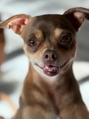 Meet your Posher, Niloo